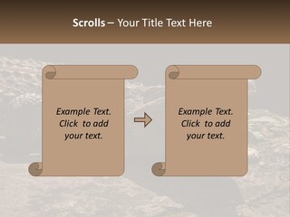 A Large Alligator Laying On Top Of A Rock PowerPoint Template