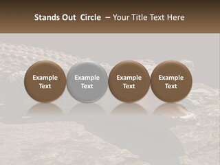A Large Alligator Laying On Top Of A Rock PowerPoint Template