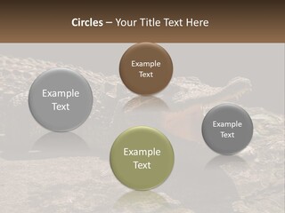 A Large Alligator Laying On Top Of A Rock PowerPoint Template