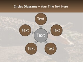 A Large Alligator Laying On Top Of A Rock PowerPoint Template
