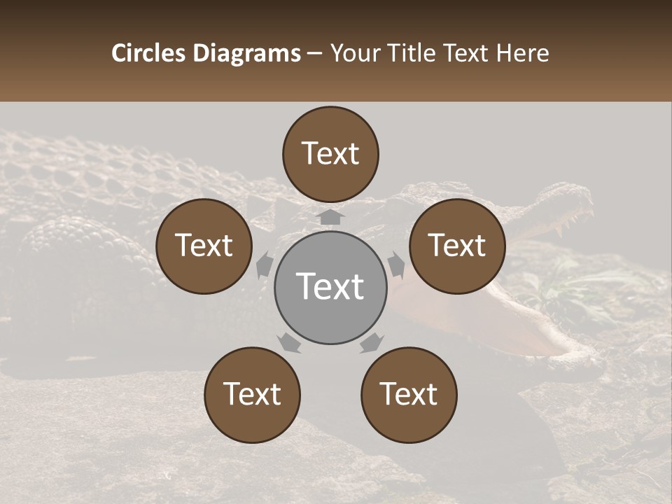 A Large Alligator Laying On Top Of A Rock PowerPoint Template