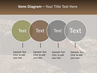 A Large Alligator Laying On Top Of A Rock PowerPoint Template