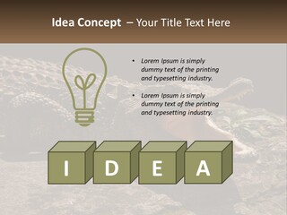 A Large Alligator Laying On Top Of A Rock PowerPoint Template