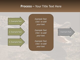 A Large Alligator Laying On Top Of A Rock PowerPoint Template