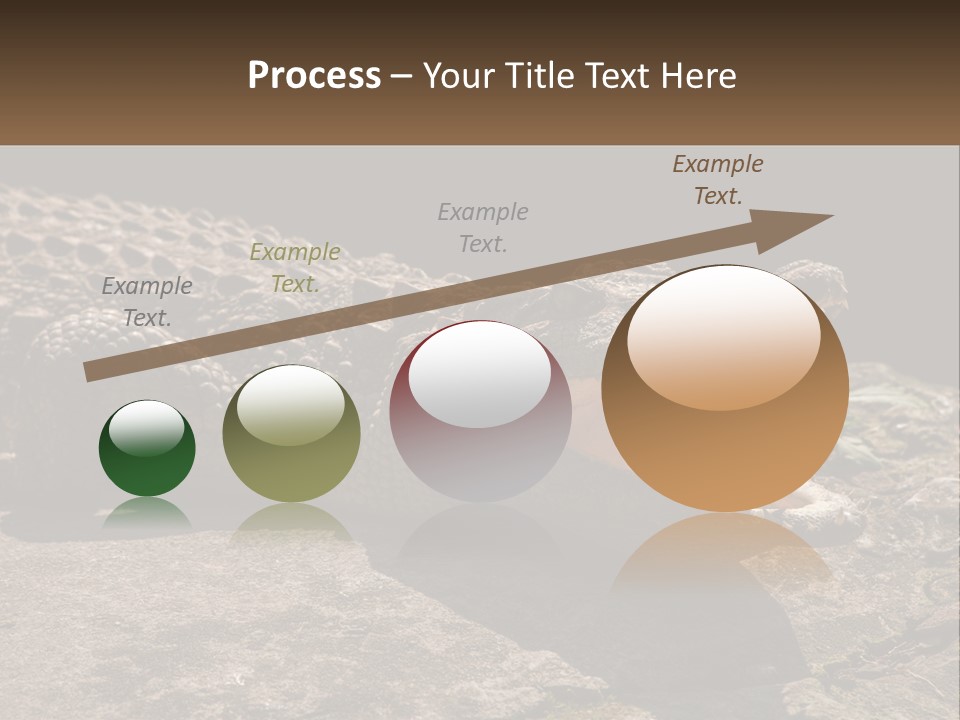 A Large Alligator Laying On Top Of A Rock PowerPoint Template