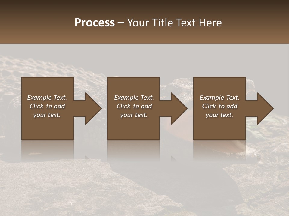A Large Alligator Laying On Top Of A Rock PowerPoint Template