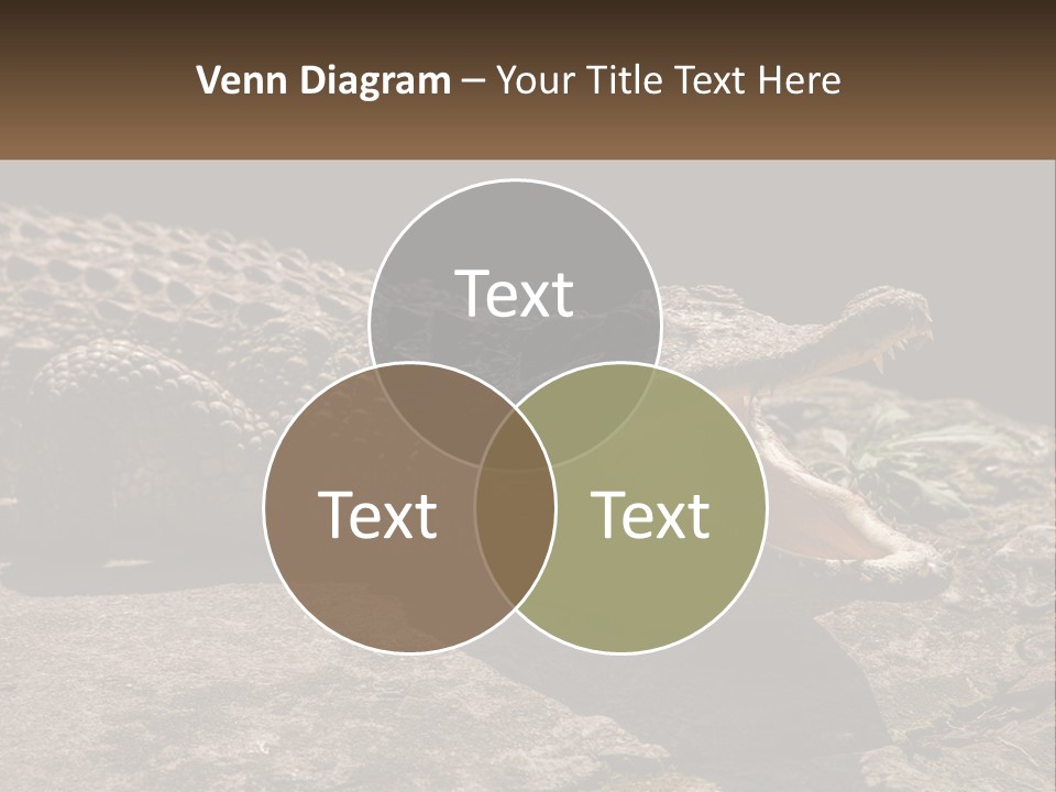 A Large Alligator Laying On Top Of A Rock PowerPoint Template