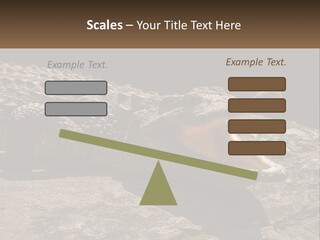 A Large Alligator Laying On Top Of A Rock PowerPoint Template