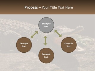 A Large Alligator Laying On Top Of A Rock PowerPoint Template