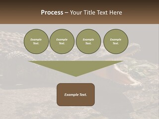 A Large Alligator Laying On Top Of A Rock PowerPoint Template