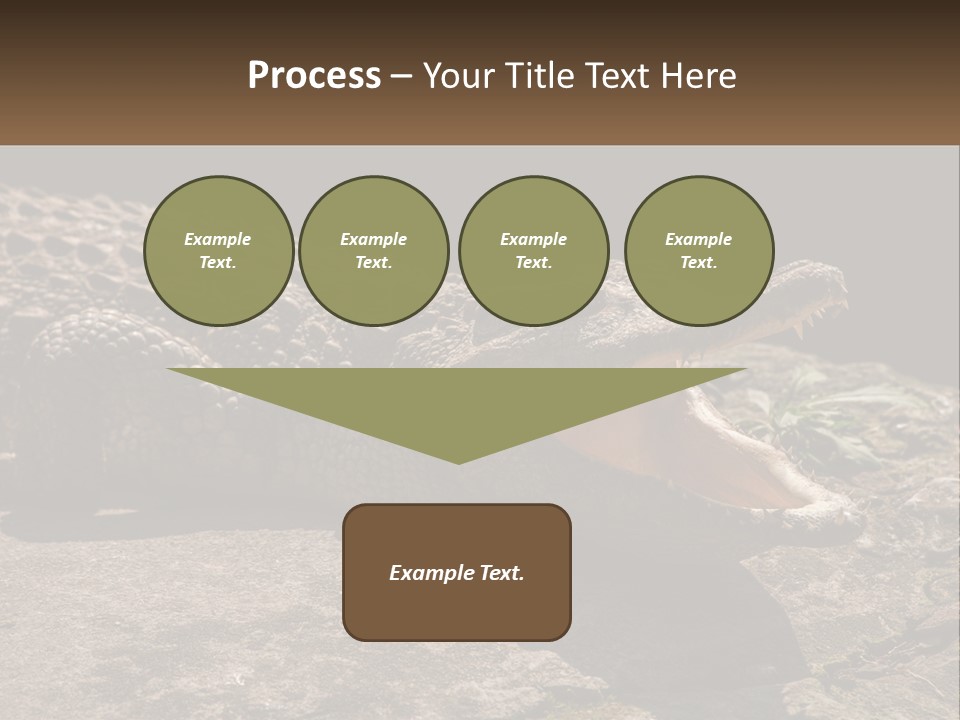 A Large Alligator Laying On Top Of A Rock PowerPoint Template