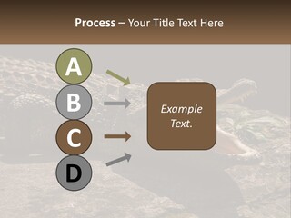 A Large Alligator Laying On Top Of A Rock PowerPoint Template