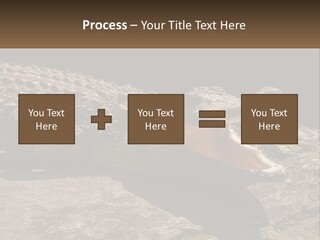 A Large Alligator Laying On Top Of A Rock PowerPoint Template