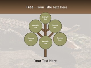 A Large Alligator Laying On Top Of A Rock PowerPoint Template