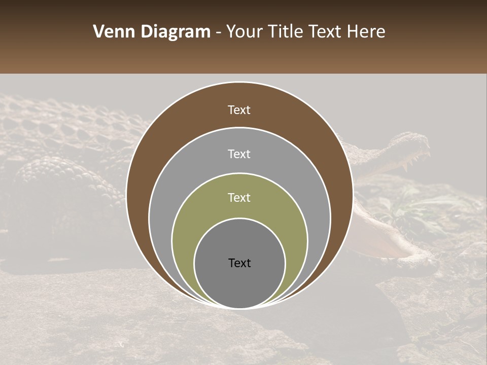A Large Alligator Laying On Top Of A Rock PowerPoint Template