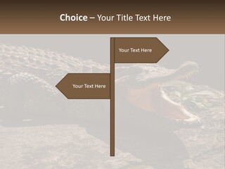 A Large Alligator Laying On Top Of A Rock PowerPoint Template