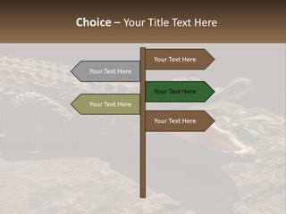 A Large Alligator Laying On Top Of A Rock PowerPoint Template