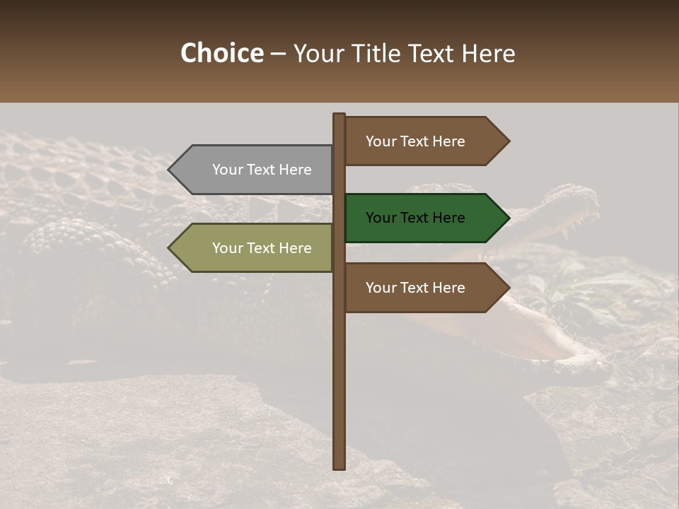 A Large Alligator Laying On Top Of A Rock PowerPoint Template