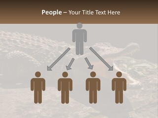 A Large Alligator Laying On Top Of A Rock PowerPoint Template