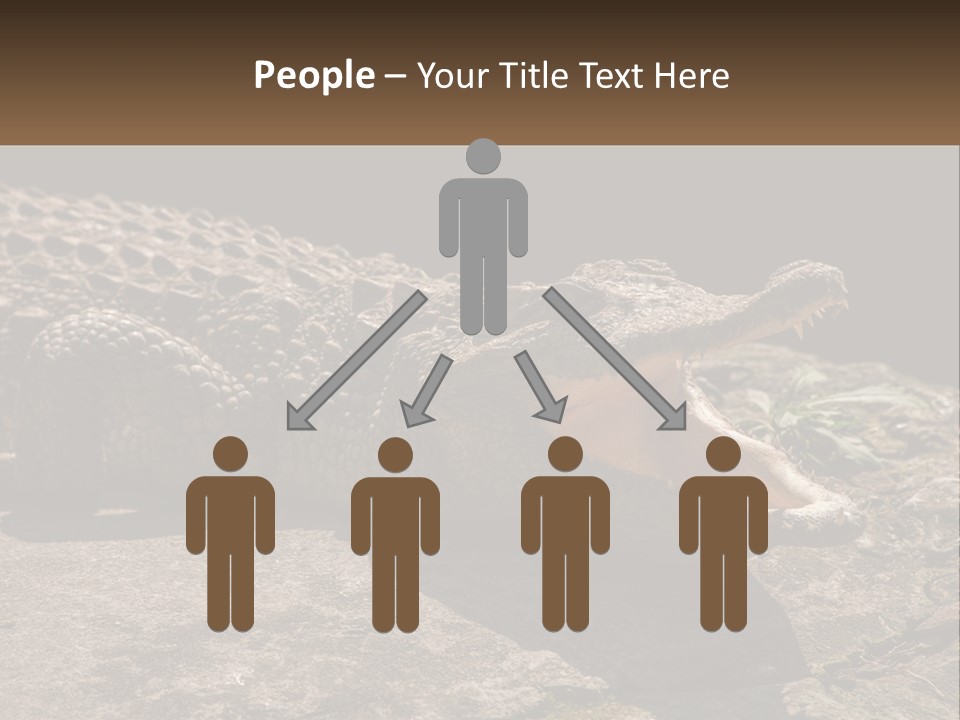 A Large Alligator Laying On Top Of A Rock PowerPoint Template