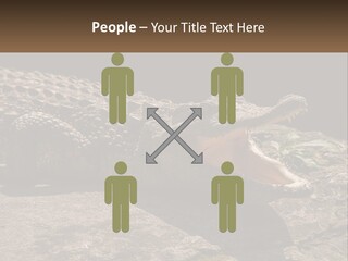 A Large Alligator Laying On Top Of A Rock PowerPoint Template