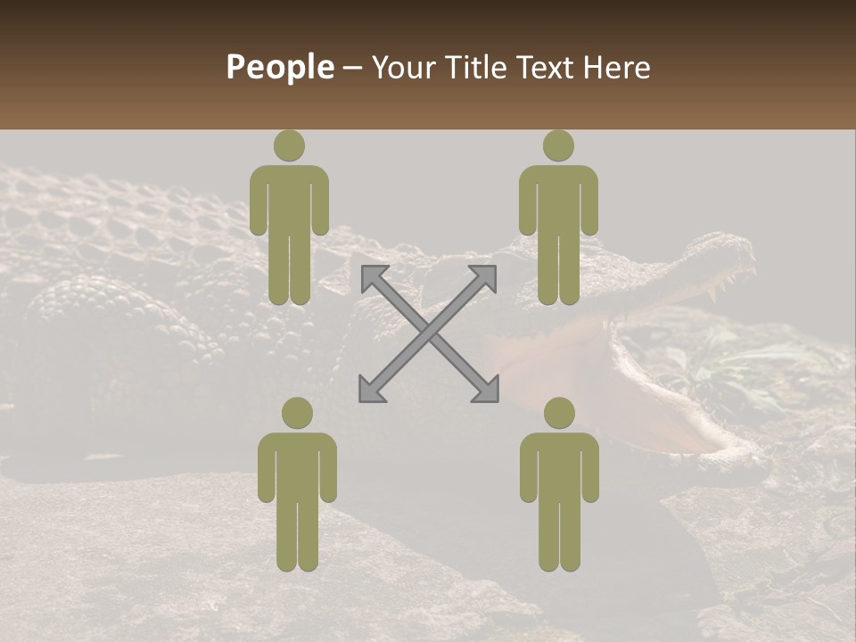 A Large Alligator Laying On Top Of A Rock PowerPoint Template