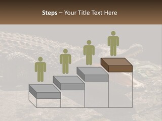 A Large Alligator Laying On Top Of A Rock PowerPoint Template