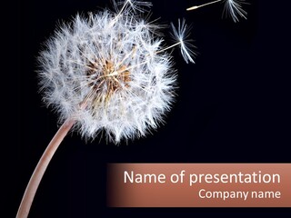 A Dandelion Powerpoint Presentation With A Black Background PowerPoint Template