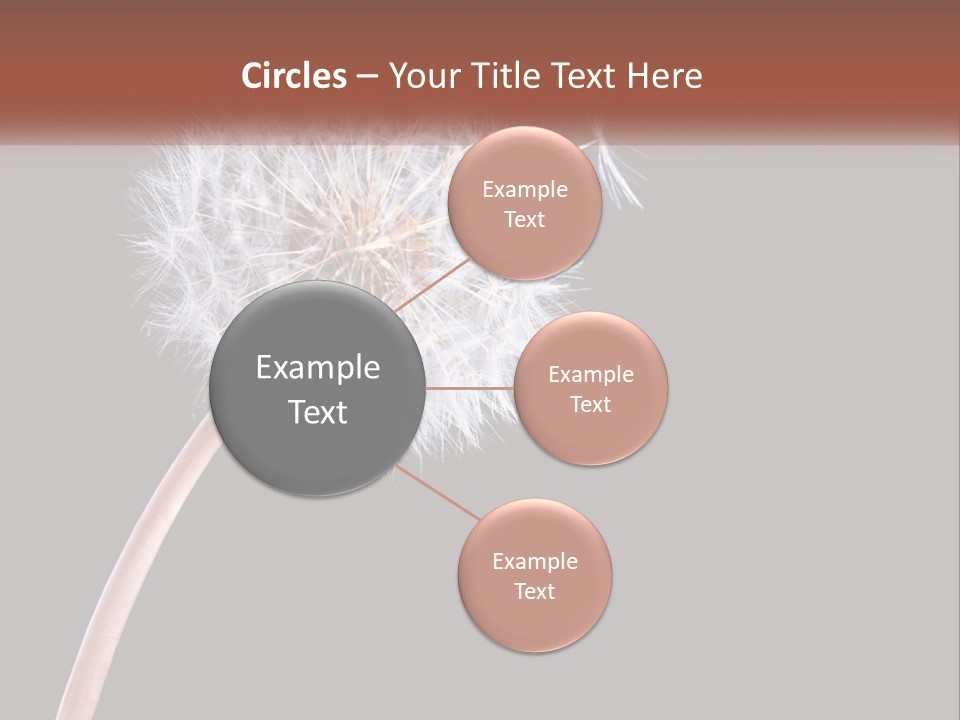 A Dandelion Powerpoint Presentation With A Black Background PowerPoint Template