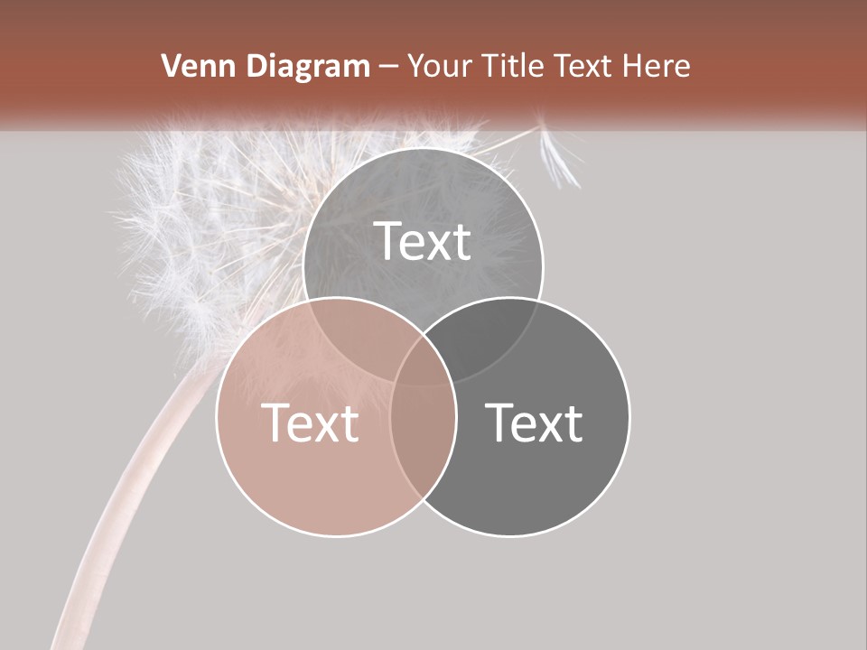 A Dandelion Powerpoint Presentation With A Black Background PowerPoint Template