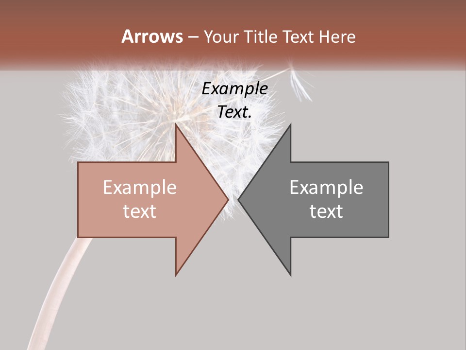 A Dandelion Powerpoint Presentation With A Black Background PowerPoint Template