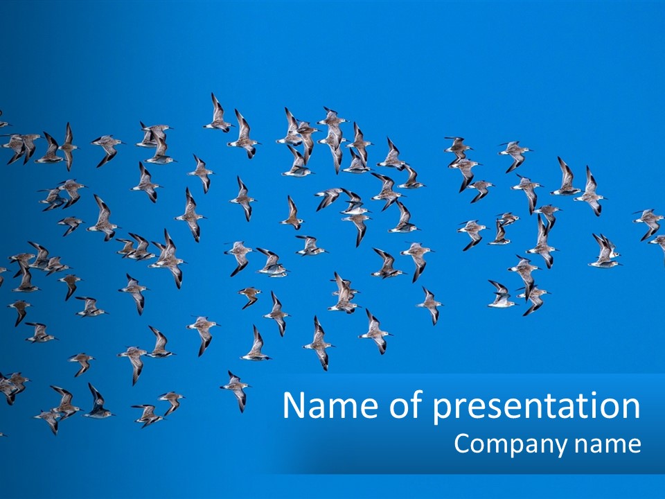 A Flock Of Birds Flying Through A Blue Sky PowerPoint Template