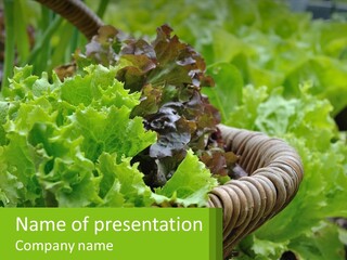 A Basket Full Of Lettuce In A Garden PowerPoint Template