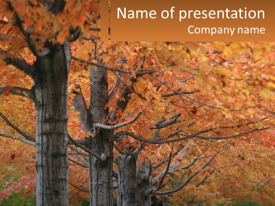 A Group Of Trees That Are Next To Each Other PowerPoint Template