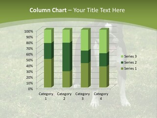 A Black And White Dog Standing On Top Of A Green Field PowerPoint Template