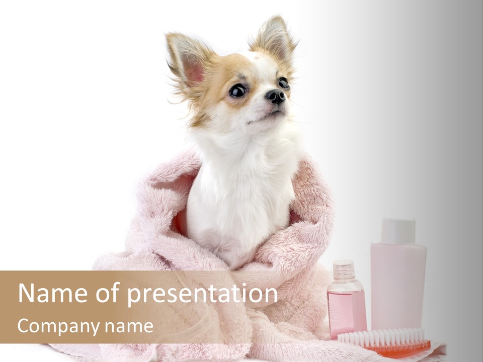 A Small Dog Is Wrapped In A Pink Towel PowerPoint Template