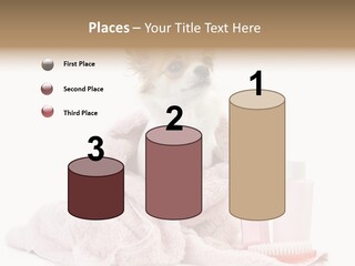 A Small Dog Is Wrapped In A Pink Towel PowerPoint Template