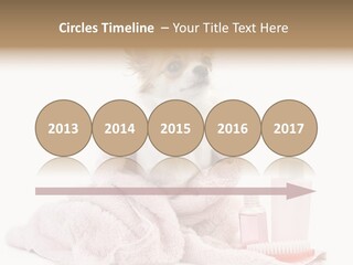 A Small Dog Is Wrapped In A Pink Towel PowerPoint Template