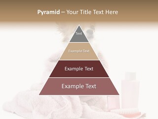 A Small Dog Is Wrapped In A Pink Towel PowerPoint Template