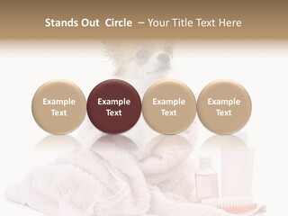 A Small Dog Is Wrapped In A Pink Towel PowerPoint Template