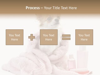 A Small Dog Is Wrapped In A Pink Towel PowerPoint Template