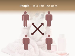 A Small Dog Is Wrapped In A Pink Towel PowerPoint Template