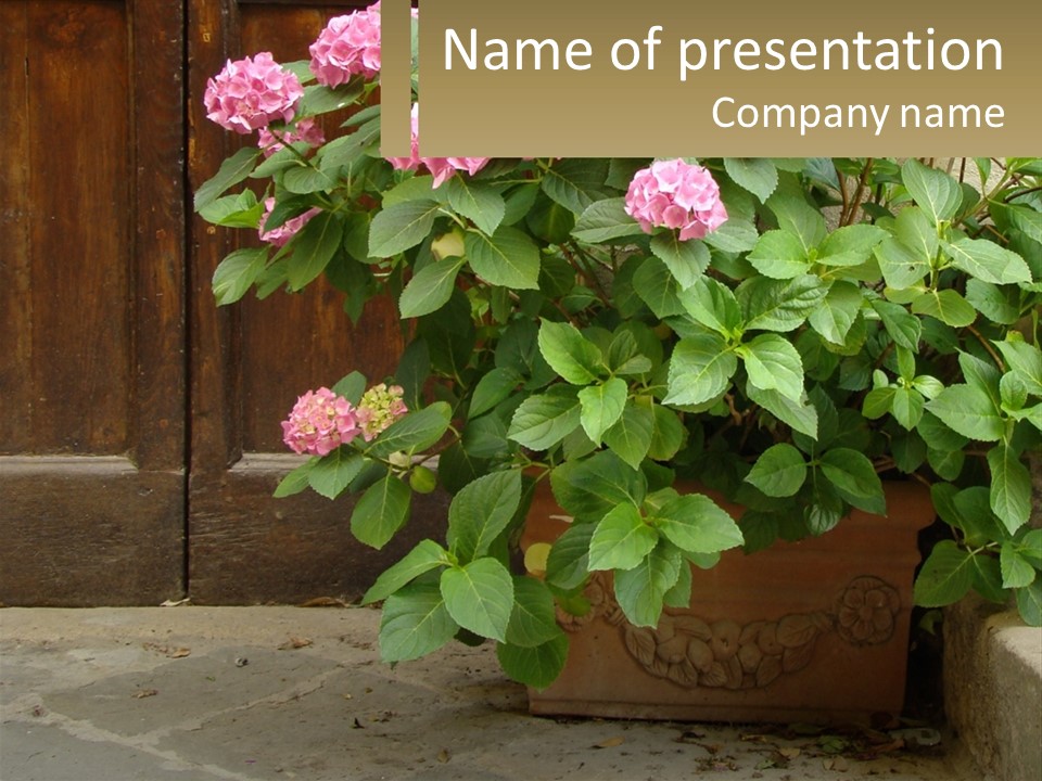 A Potted Plant With Pink Flowers In Front Of A Wooden Door PowerPoint Template