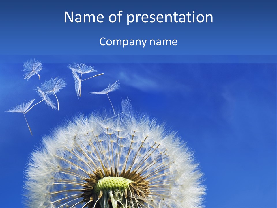 A Dandelion With A Blue Sky In The Background PowerPoint Template
