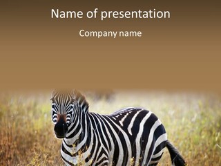A Zebra Standing In A Field Of Tall Grass PowerPoint Template