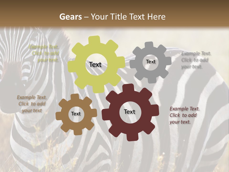 A Zebra Standing In A Field Of Tall Grass PowerPoint Template