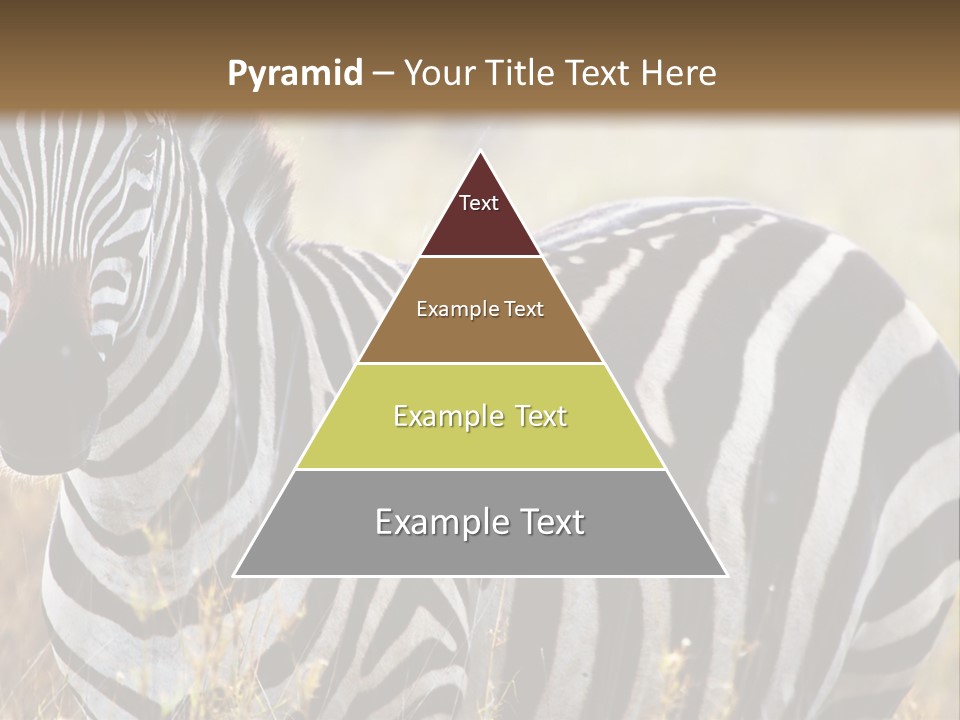 A Zebra Standing In A Field Of Tall Grass PowerPoint Template