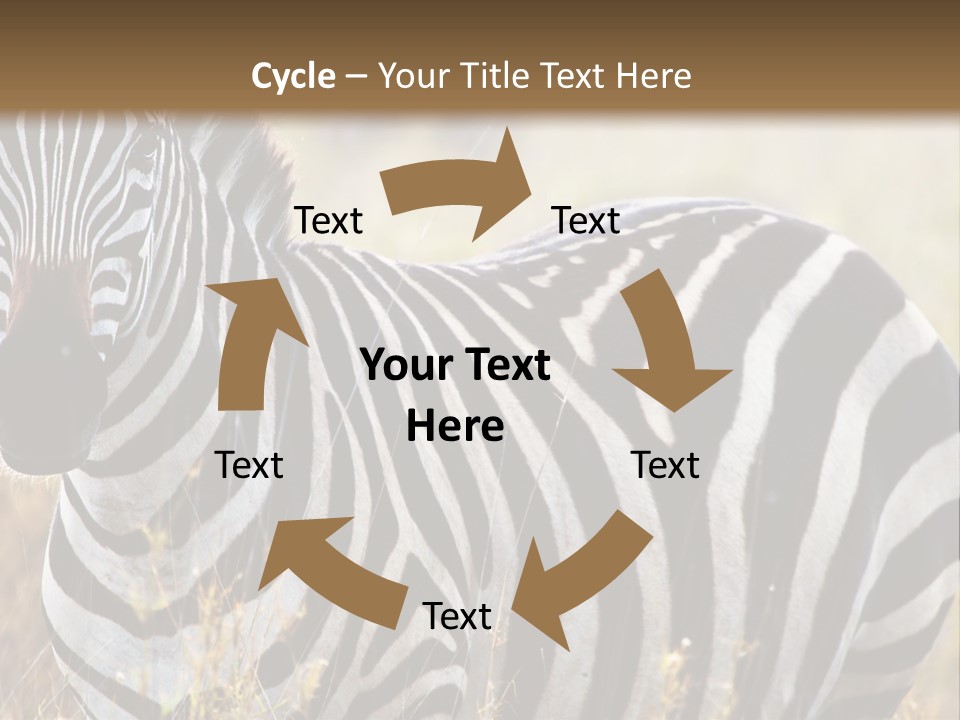 A Zebra Standing In A Field Of Tall Grass PowerPoint Template