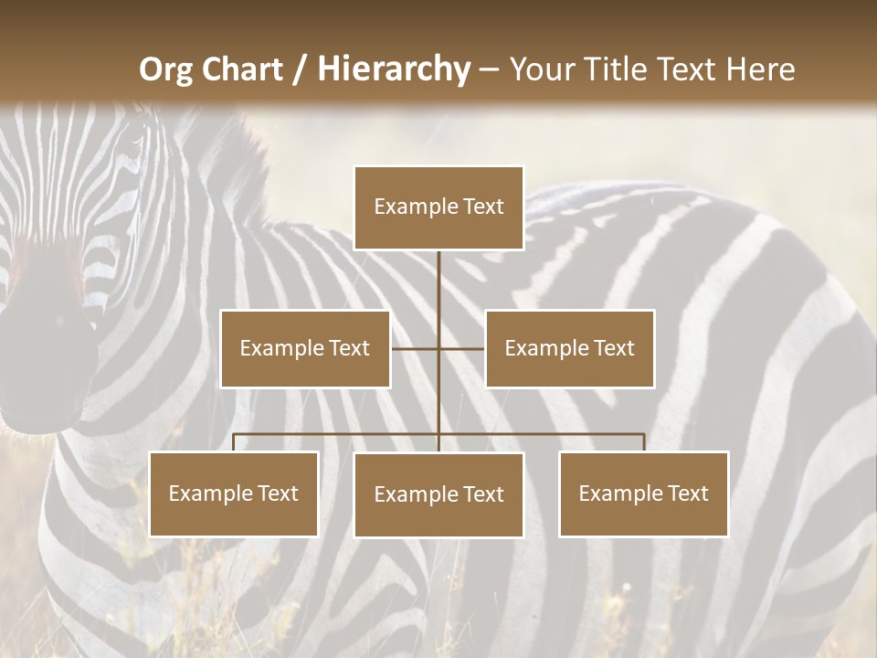 A Zebra Standing In A Field Of Tall Grass PowerPoint Template
