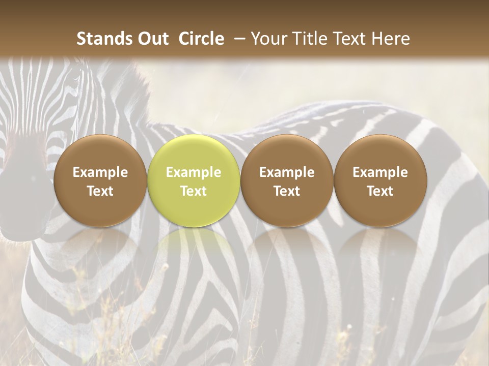 A Zebra Standing In A Field Of Tall Grass PowerPoint Template